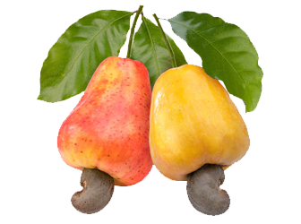 Row Cashew Nut Image