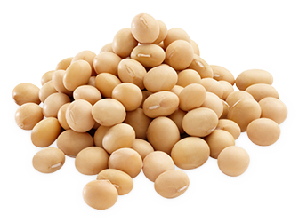 Soya Image